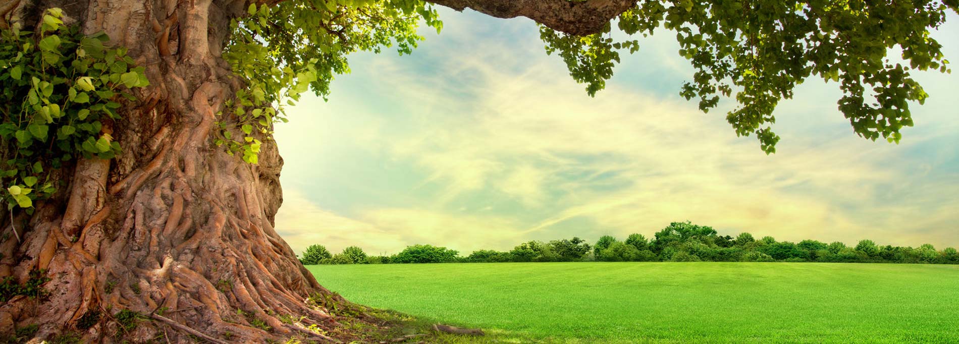 Picture of large tree and background field